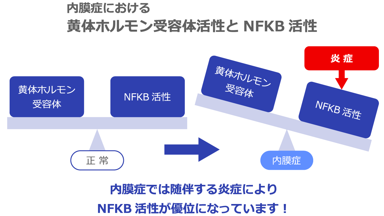 黄体ホルモン受容体活性とNFKB活性